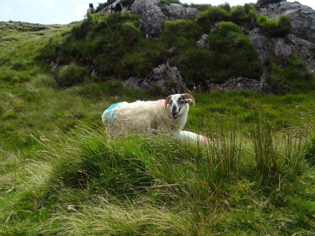 Connemara