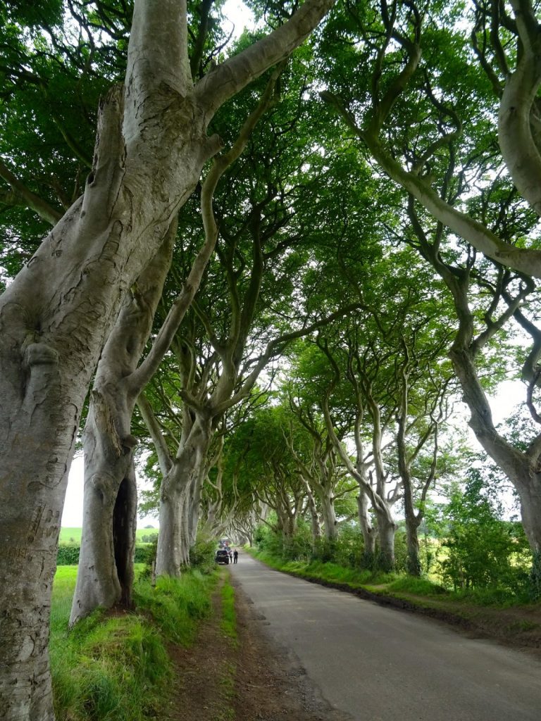 Irlanda Dark Hedges  location del trono di spade