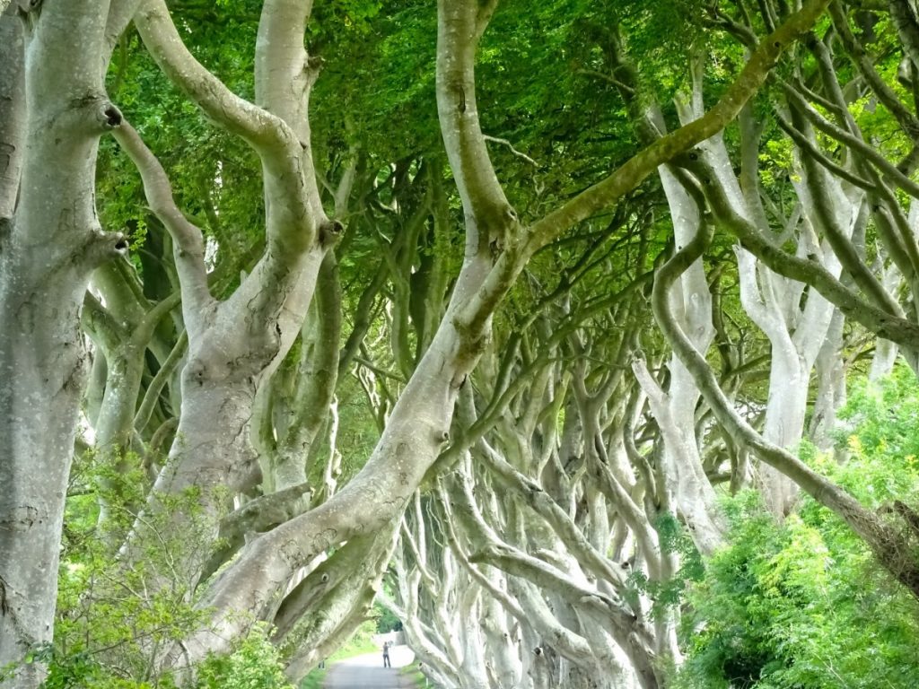 Irlanda Dark Hedges location del trono di spade per la strada del re