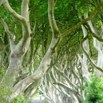 Irlanda Dark Hedges