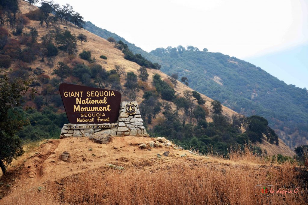 sequoia park