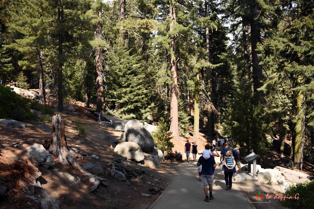 sequoia park