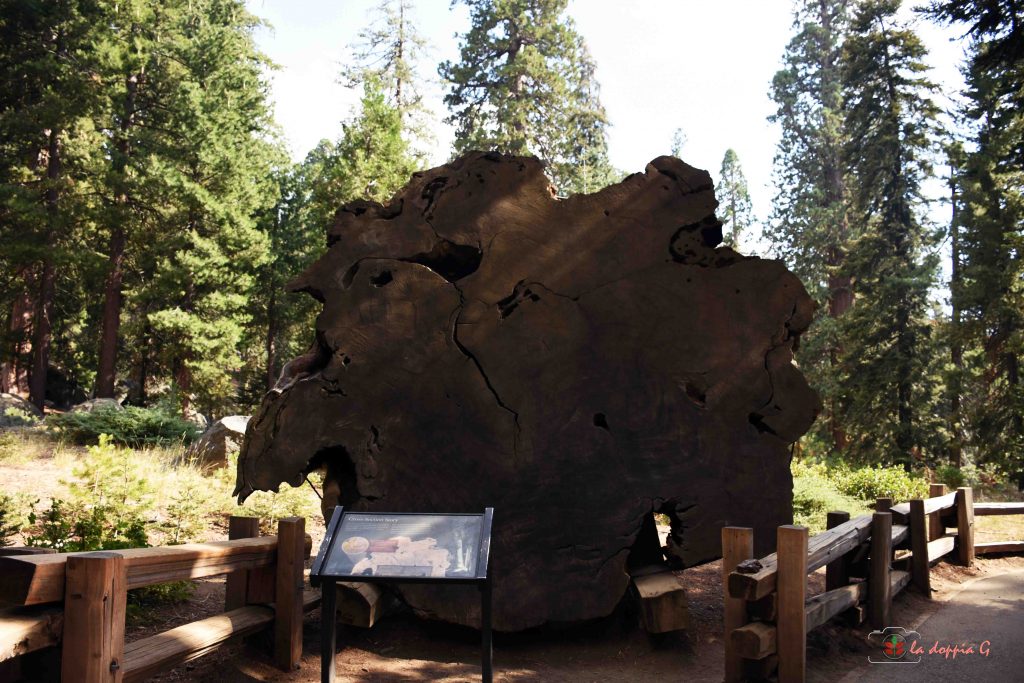 sequoia park