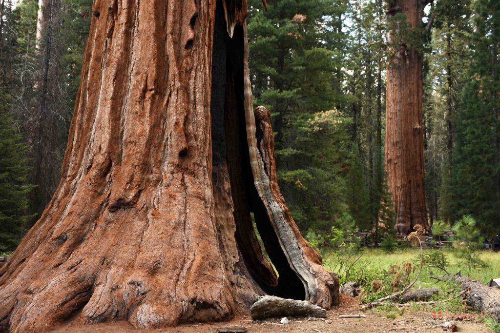 sequoia park