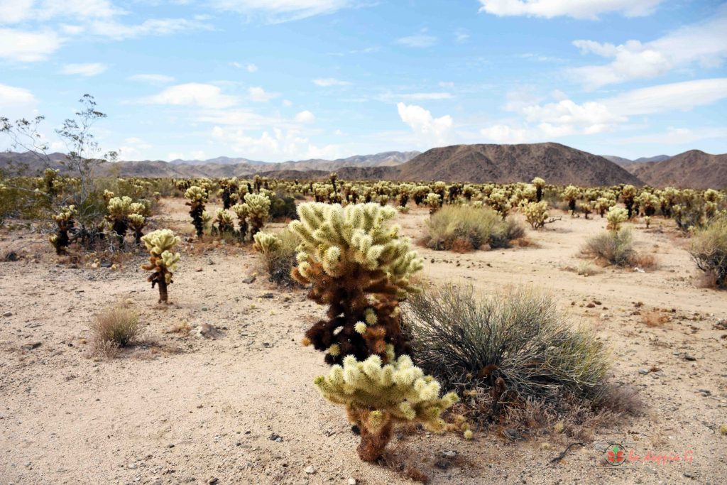 joshua tree park