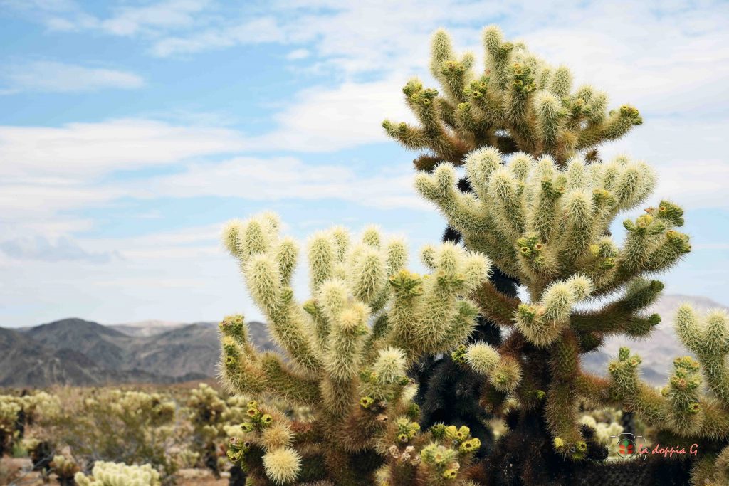 joshua tree park