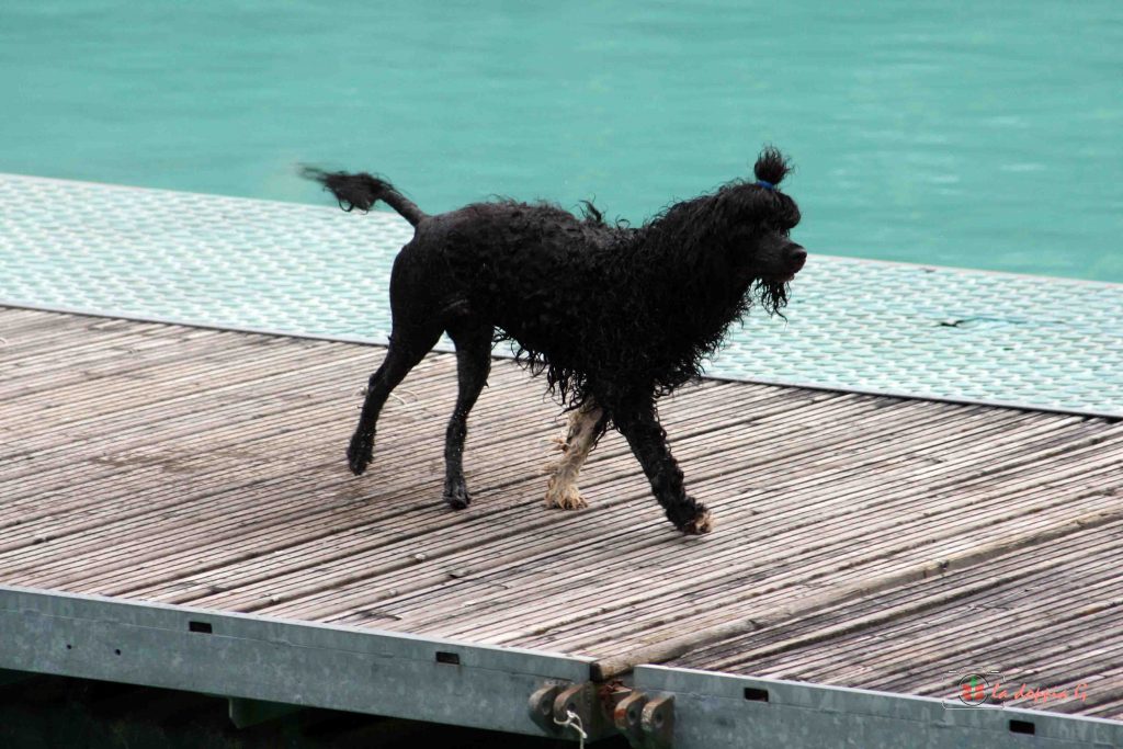 lago di barcis con il cane