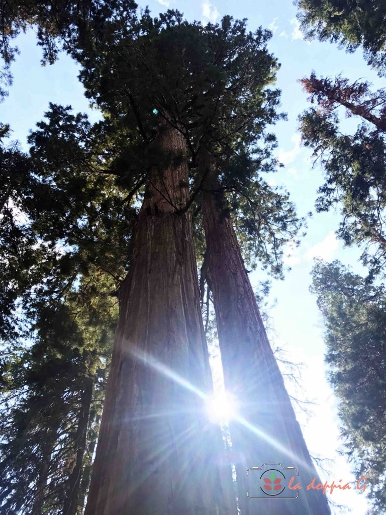 sequoia national park