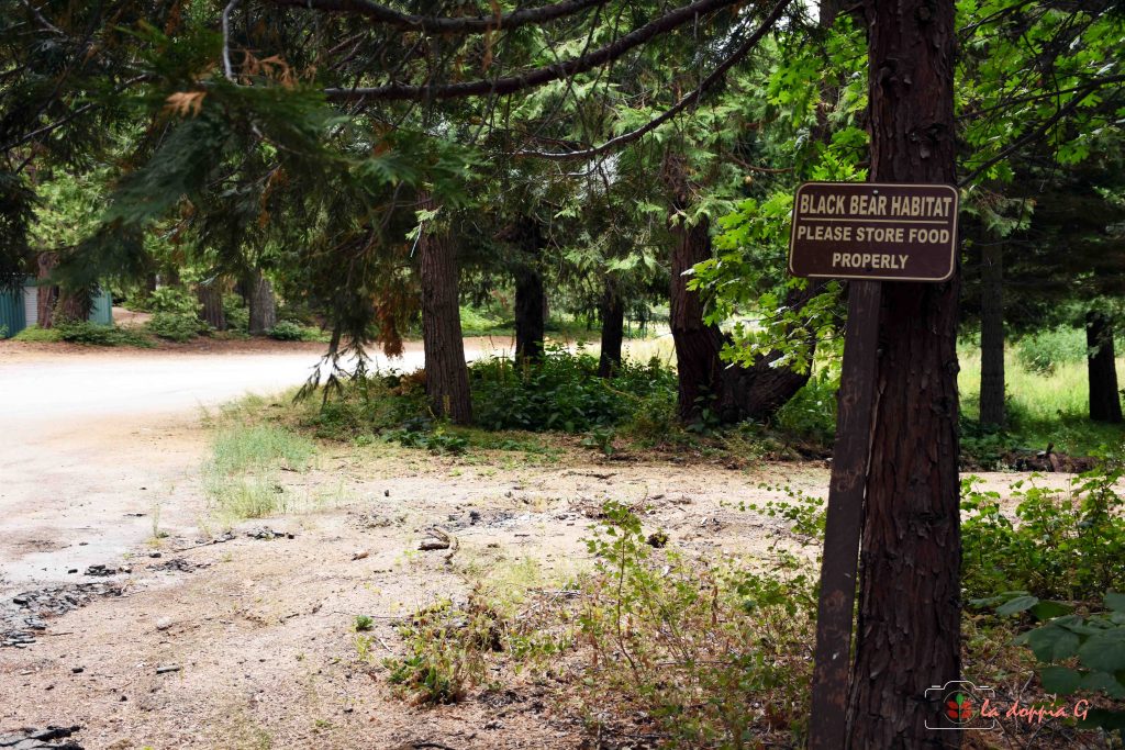 sequoia park