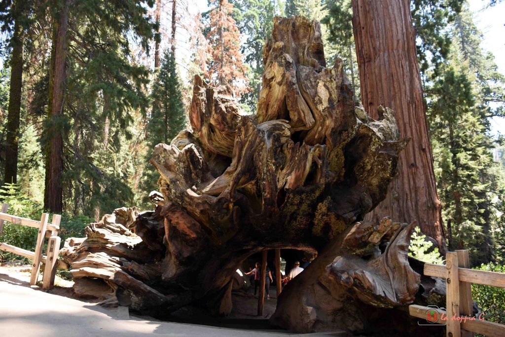 sequoia park