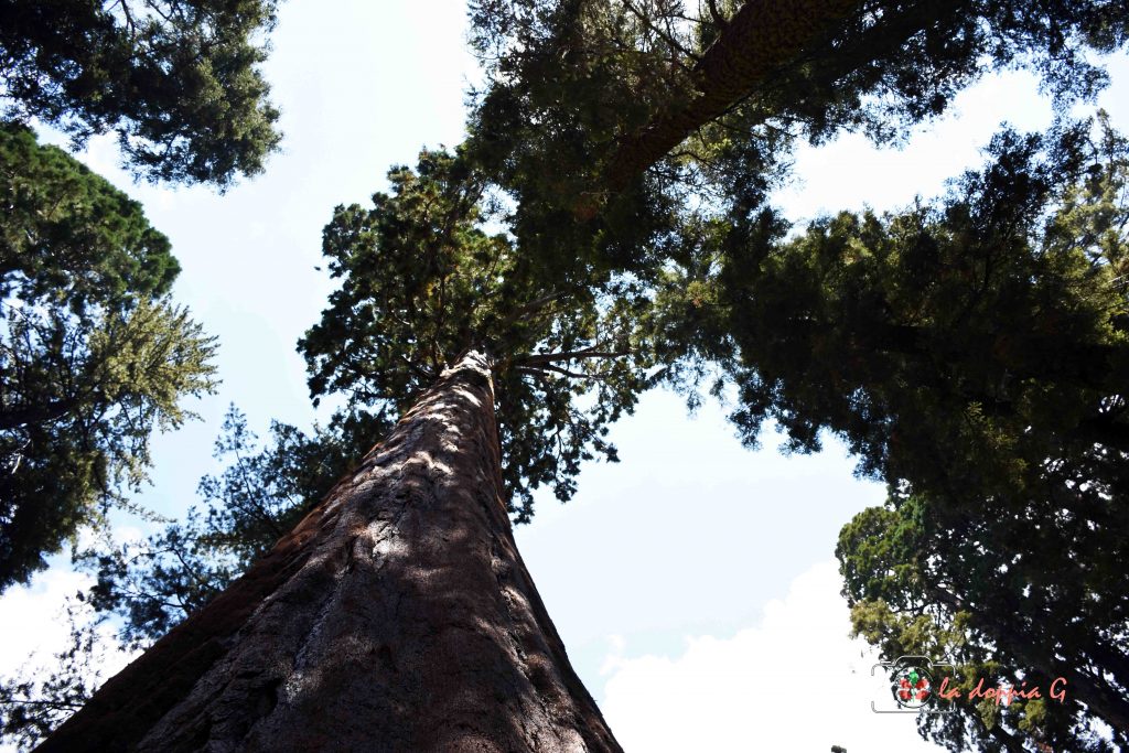 sequoia park