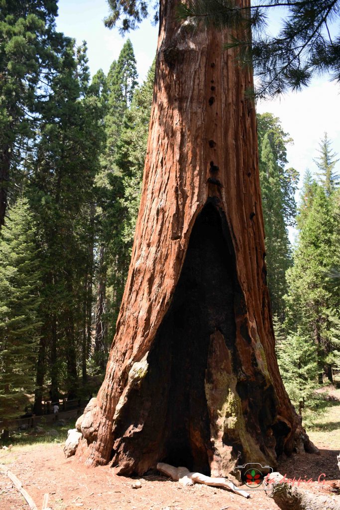 sequoia park