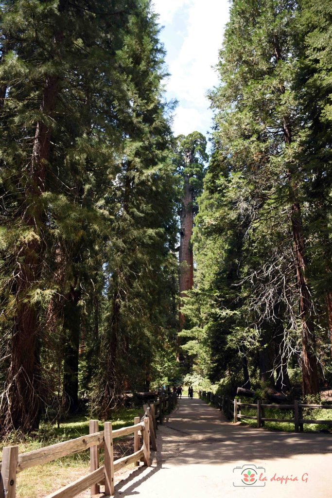 sequoia park