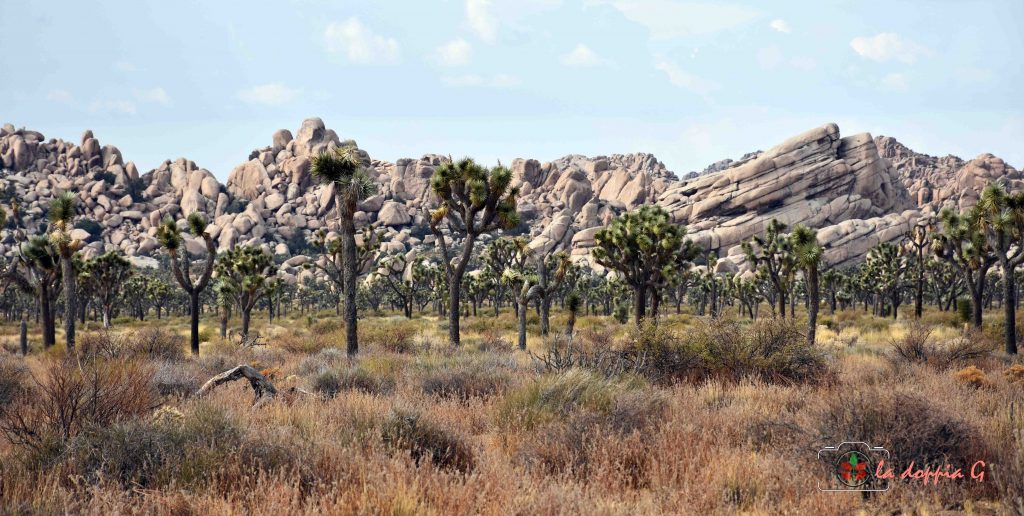 joshua tree park