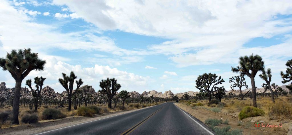 joshua tree park